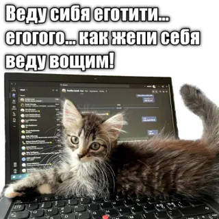 😈 Веду сибя еготити... егогого... как жепи себя веду вощим! cat, kitten, laptop, funny, meme telegram sticker