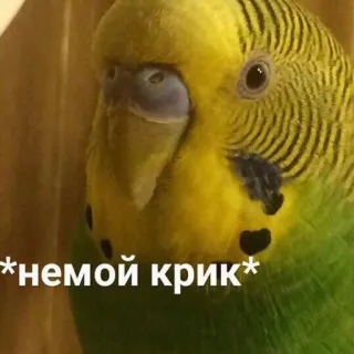 😫 *немой крик* vogel, papegaai, schreeuw, dier, meme telegram sticker