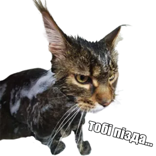 🤬 тобі пізда... кот, оскорбительный, украинский telegram sticker