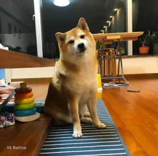 ❤️ IG Balltze dog, shiba inu, pet, animal, cute telegram sticker