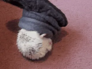 🦔 ёж, животное, милый, домашнее животное, рука, перчатки telegram sticker