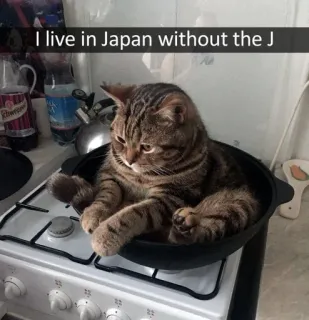 🥘 I live in Japan without the J cat, joke, funny, animal, stove, pan telegram sticker