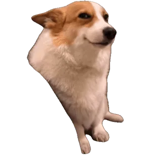 😏 corgi, dog, animal, pet, cute, funny, meme whatsapp sticker