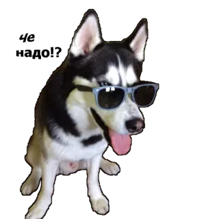 😒 dog, husky, sunglasses, cool, pet, animal whatsapp sticker