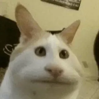 😾 cat, animal, meme, funny, pet telegram sticker