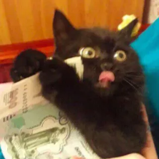 💵 cat, kitten, black cat, tongue out, money telegram sticker