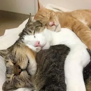 🐈 katten, slapen, stapel, dieren, schattig telegram sticker