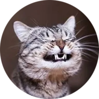 😁 cat, animal, funny, meme, pet, feline telegram sticker