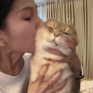 😘 cat, cute, kiss, pet, love, animal, kitten, affection telegram sticker