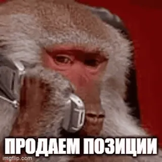 💳 ПРОДАЕМ ПОЗИЦИИ macaco, telefone, vender, negócios, meme, chamada, comunicação telegram sticker