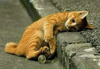 😞 cat, orange cat, pet, animal, kitten, cute telegram sticker