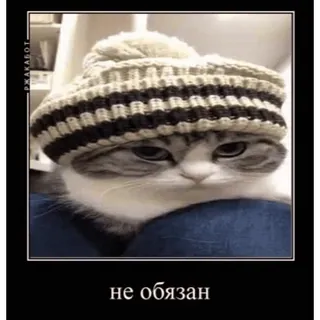 👌 не обязан mèo, mũ, Nga, meme whatsapp sticker