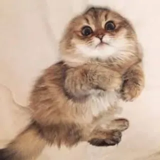 😗 gatto, gattino, carino, animale, animale domestico, soffice whatsapp sticker