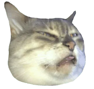 🤢 кот, животное, питомец, смешной, милый, стикер whatsapp sticker