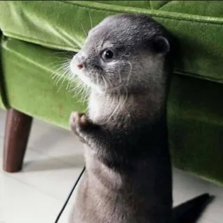 🦦 nutria, animal, lindo, mamífero, peludo, fauna telegram sticker