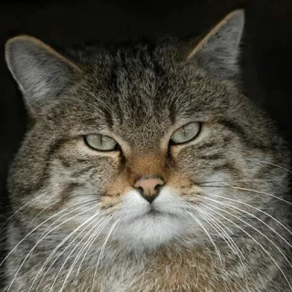 😡 gato, animal, gato selvagem, mamífero, felino, retrato whatsapp sticker