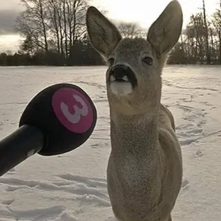😐 hert, interview, microfoon, dier, winter, sneeuw telegram sticker