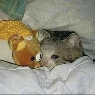 🎥 cat, sad, teddy bear, animal, pet, cute, crying telegram sticker