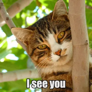 😄 I see you gato, lindo, animal, meme, gracioso, mascota, ojos telegram sticker