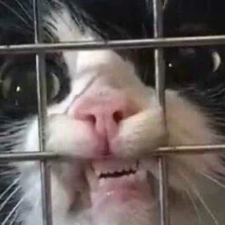 😬 chat, animal, animal de compagnie, cage, drôle, mème telegram sticker