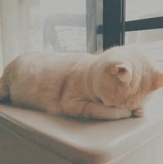 🐱 kot, zwierzę, zwierzę domowe, słodki, koci, domowy, śpiący, leniwy telegram sticker