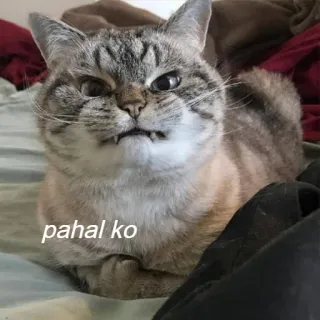😡 pahal ko แมว, สัตว์เลี้ยง, สัตว์, ตลก, มีม, โกรธ, หงุดหงิด telegram sticker