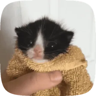 😭 gatito, gato, lindo, mascota, animal, toalla, cría whatsapp sticker