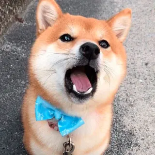 😲 dog, shiba inu, pet, animal, bow tie, cute telegram sticker