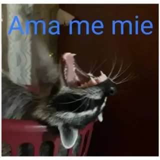 💦 Ama me mie Katze, Tier, Haustier, Gähnen telegram sticker