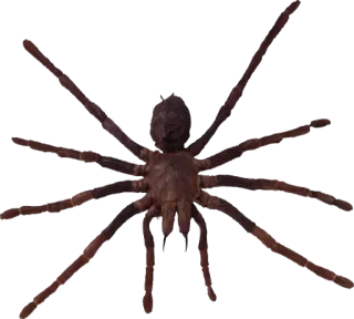 🕷 spin, arachnide, griezelig, insect, dier, acht poten telegram sticker