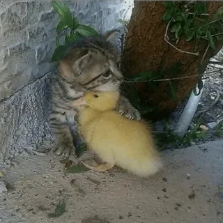 ❤️ gato, gatinho, pato, animal, amigos telegram sticker