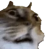 🙀