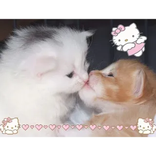 cats telegram stickers