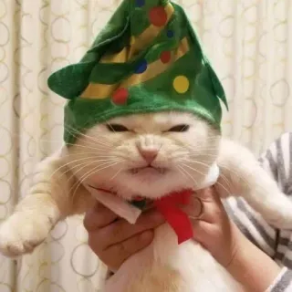 🤩 cat, christmas, hat, animal, pet, festive, funny telegram sticker