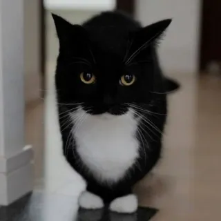 💊 cat, tuxedo cat, animal, pet, domestic cat, black and white whatsapp sticker