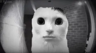 😐 gatto, surreale, campanello con videocamera, monocromatico, divertente telegram sticker
