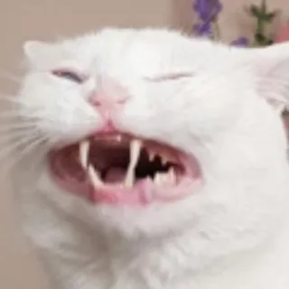 🥔 cat, animal, white cat, feline, meme, funny whatsapp sticker