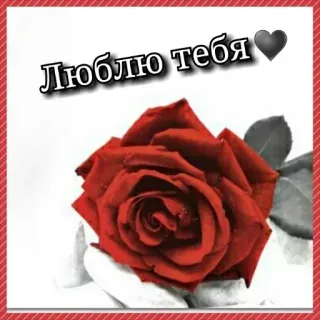❤ Люблю тебя cinta, mawar, hati, romantis, hubungan telegram sticker