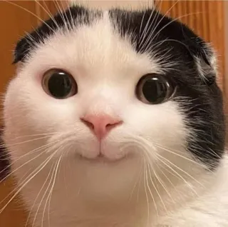 ☺️ chat, animal, animal de compagnie, mignon, mammifère whatsapp sticker
