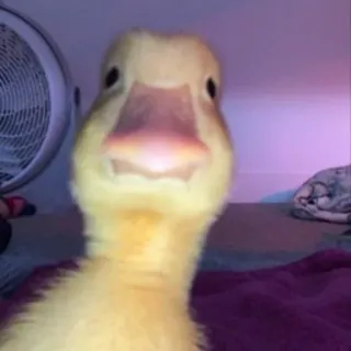 😐 pato, animal, pássaro, fofo, engraçado telegram sticker