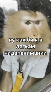 😕 ну как бы я в легкам нидапанимании telegram sticker