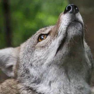 👆 coyote, animal, wildlife, nature, mammal telegram sticker