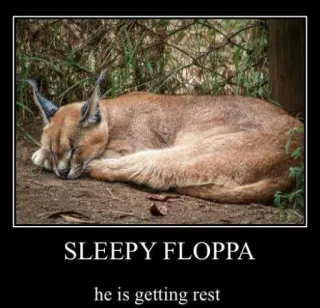 🐱 SLEEPY FLOPPA
he is getting rest Karakal, Katze, Floppa, Tier, Schlaf, Meme telegram sticker