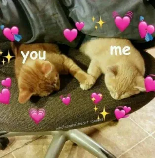 🍬 you me cat, heart, love, cute, meme, wholesome, affection, relationship whatsapp sticker