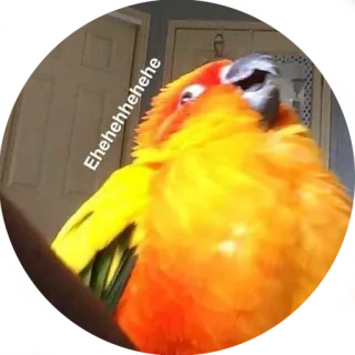 😂 Ehehehehehehe papegaai, vogel, dier, schattig telegram sticker
