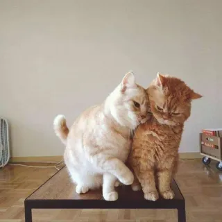 🐱 кот, милый, котенок, животные, домашние, рыжий кот, кошки telegram sticker