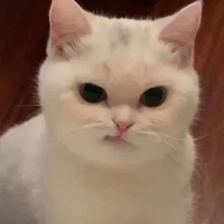 🍑 cat, animal, pet, domestic cat, white cat, cute telegram sticker
