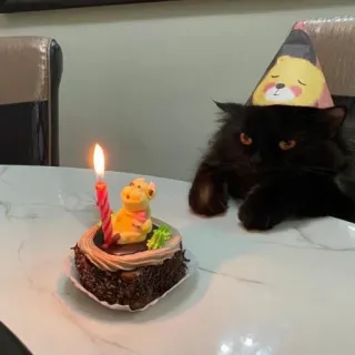 🎂 chat, anniversaire, gâteau, fête, animal, célébration, animal de compagnie telegram sticker