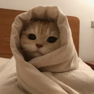 🥺 chat, couverture, mignon, animal, animal de compagnie, confortable telegram sticker