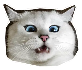 😨 แมว, ลูกแมว, สัตว์เลี้ยง, สัตว์, น่ารัก, แมวขาว, ประหลาดใจ telegram sticker